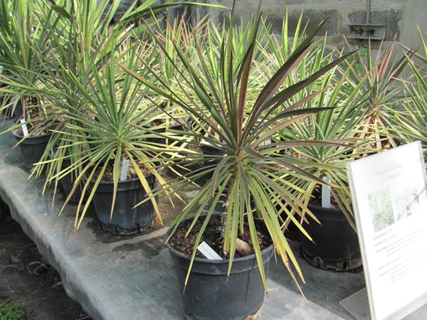 Yucca aloifolia 40cm - BIO