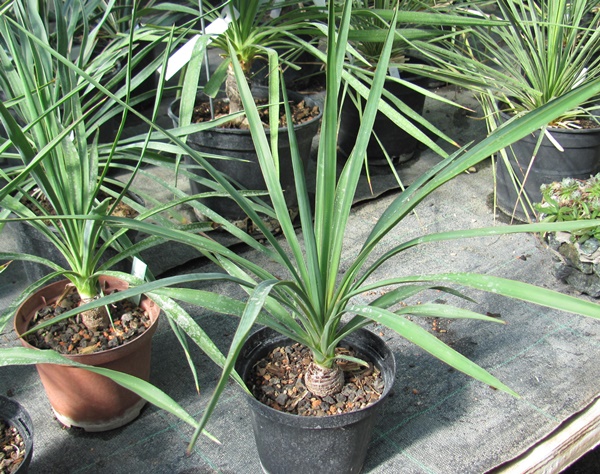 Yucca gloriosa 30cm - BIO