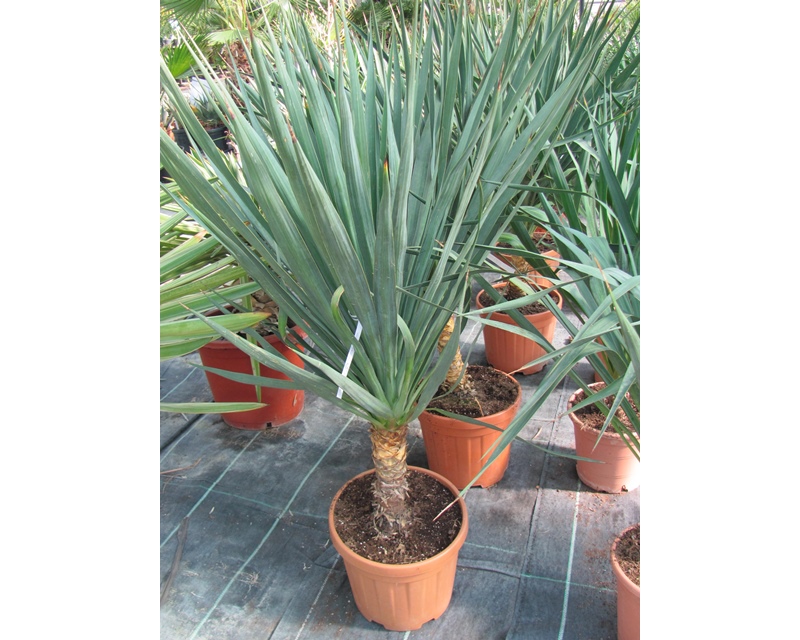 Yucca gloriosa 120/130cm