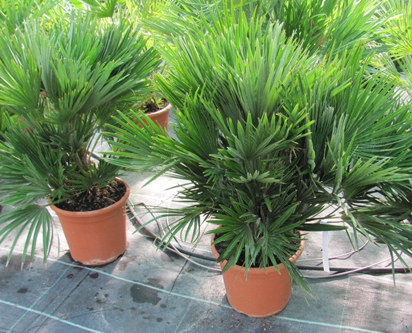 Chamaerops humilis var. vulcano 60/70cm