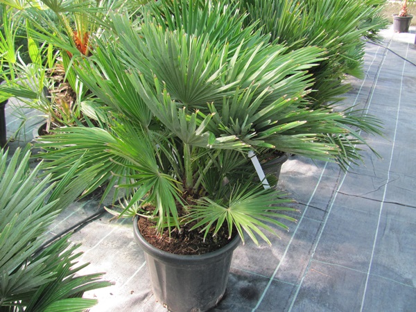 Chamaerops humilis var. vulcano 100cm