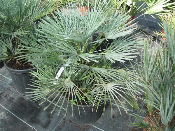 Chamaerops humilis var cerifera - Blaue Zwergpalme 80cm