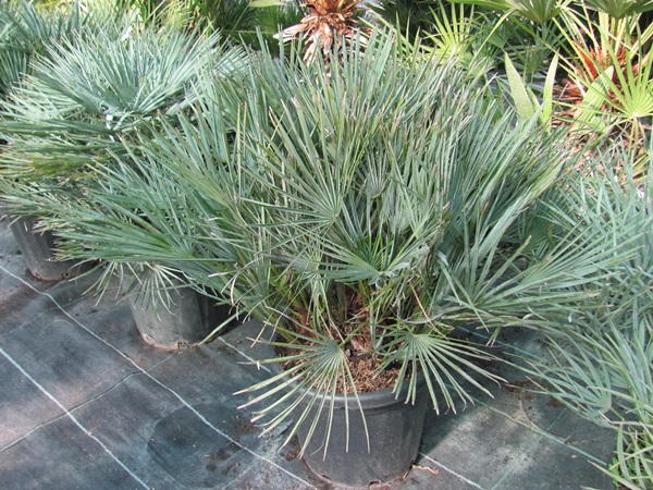 Chamaerops humilis var cerifera - Blaue Zwergpalme 90cm