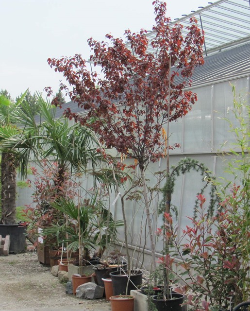 Prunus cerasifera Pissardii - Blutpflaume 250cm