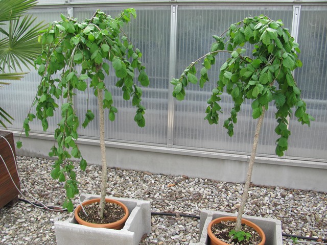 Coryllus avellana pendula 150cm