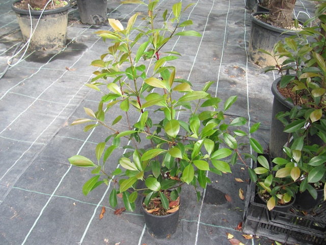 Photinia fraseri - Glanzmispel 70/80cm