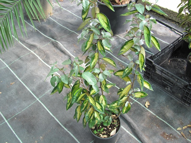 Eleagnus ebbingei "limelight"-immergrüne Ölweide 60cm