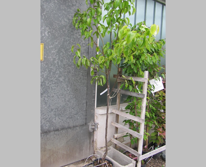 Pyrus pyrifolia "Konsui"- Nashi-Birne 180cm