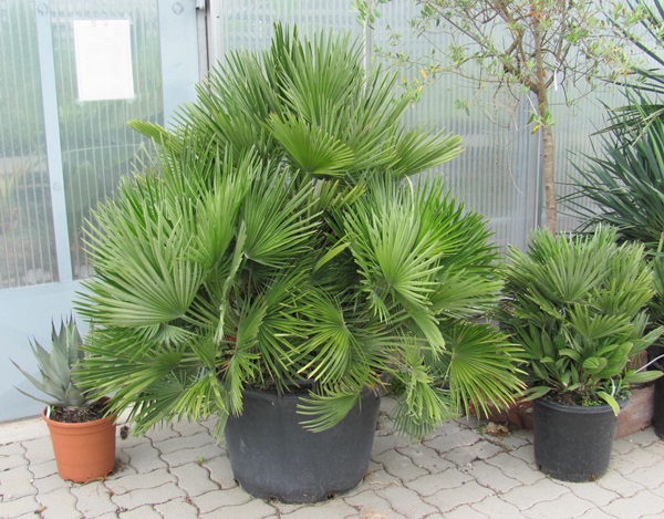 Chamaerops humilis var. vulcano 130cm