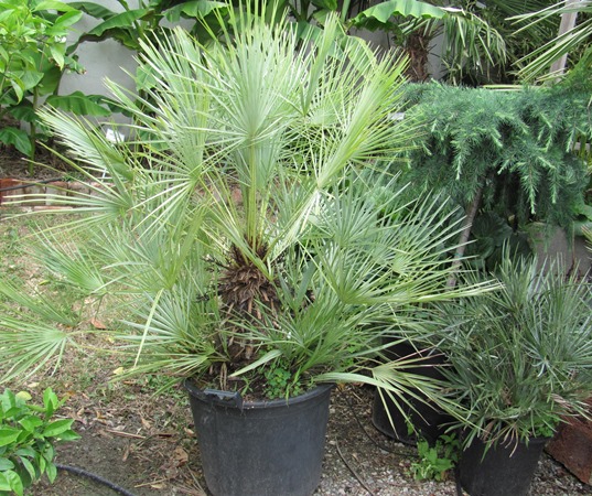 Chamaerops humilis var cerifera - Blaue Zwergpalme 160cm