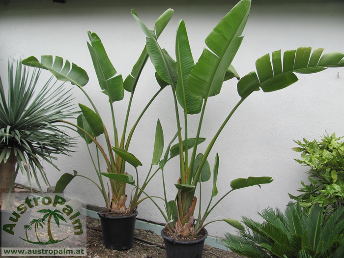 Strelitzia augusta 180cm