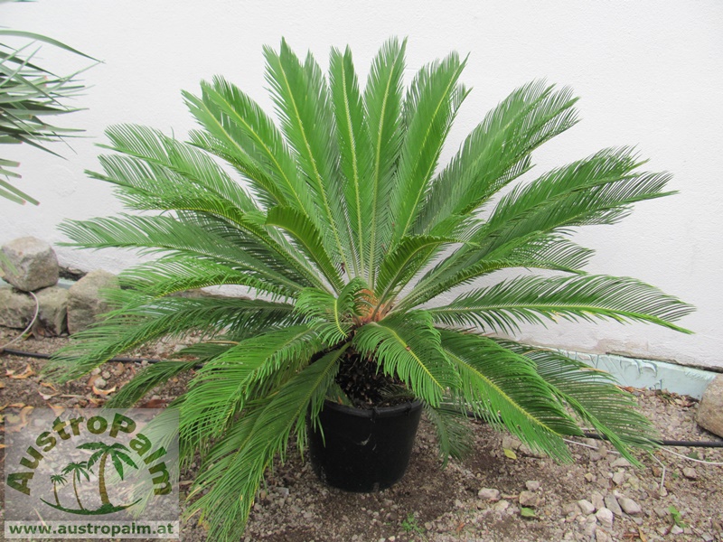 Cycas revoluta 10cm Stamm 70/80cm gesamt