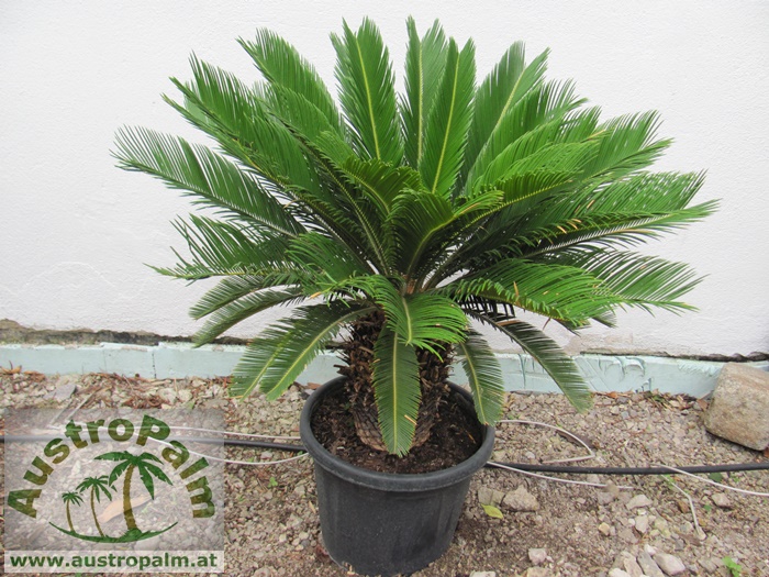 Cycas revoluta 20cm trunk, 90/100cm