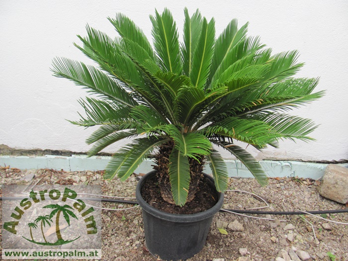 Cycas revoluta 20cm Stamm 90/100cm gesamt