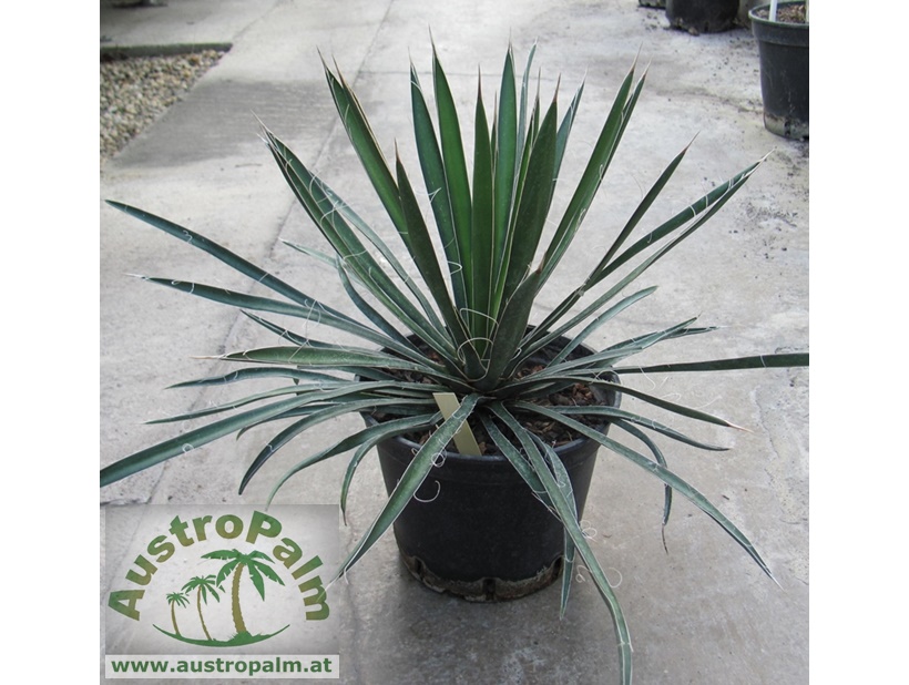 Yucca filifera 40/50cm - BIO