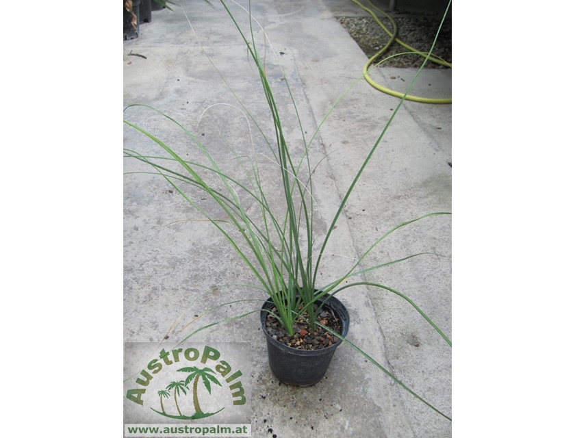 Nolina microcarpa mehrtriebig 60/70cm - BIO