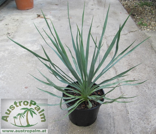 Yucca gloriosa 40cm - BIO