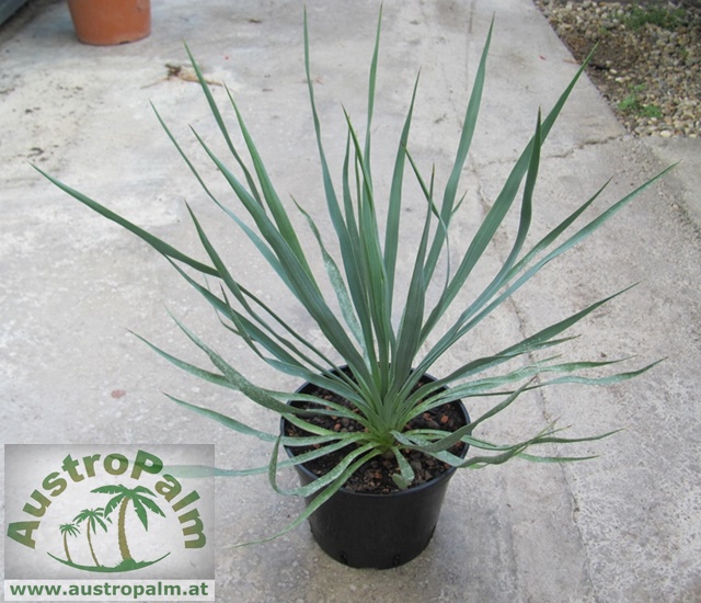 Yucca gloriosa 40/50cm - BIO