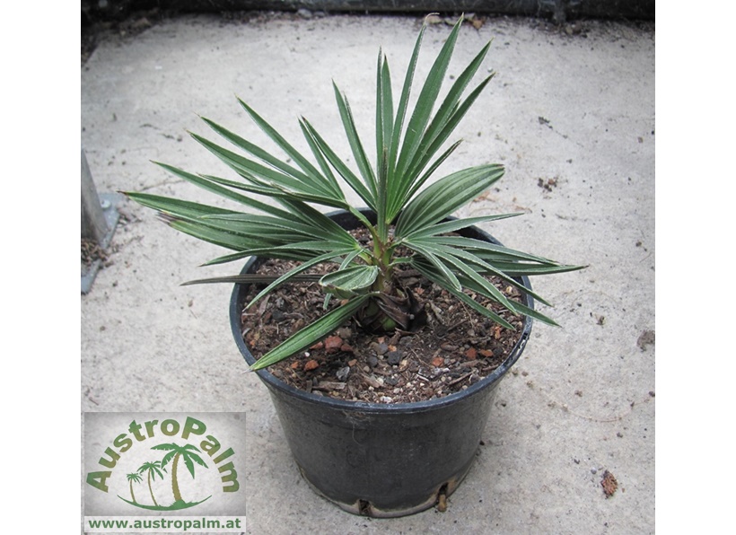 Trithrinax campestris - Blaue Nadepalme 40cm - BIO