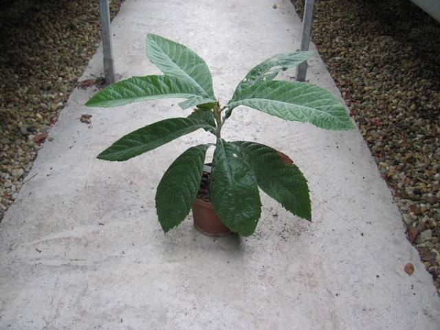 Eriobotrya japonica 40/50cm - BIO