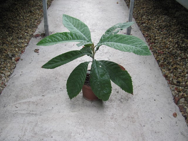 Eriobotrya japonica - Japan. Wollmispel 40cm - BIO