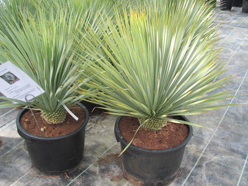 Yucca rostrata 70/80cm