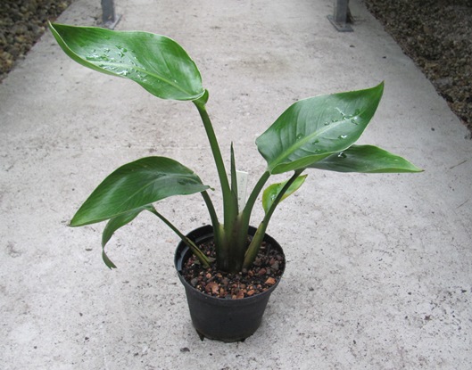 Strelitzia nicolai - weiße Paradiesvogelblume 20/30cm - BIO