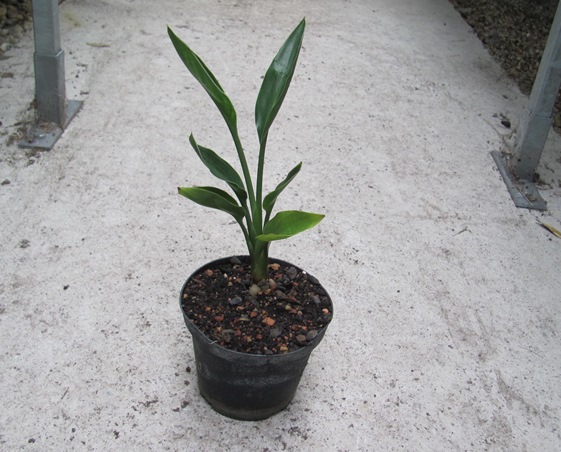Strelitzia juncea 10/20cm - BIO