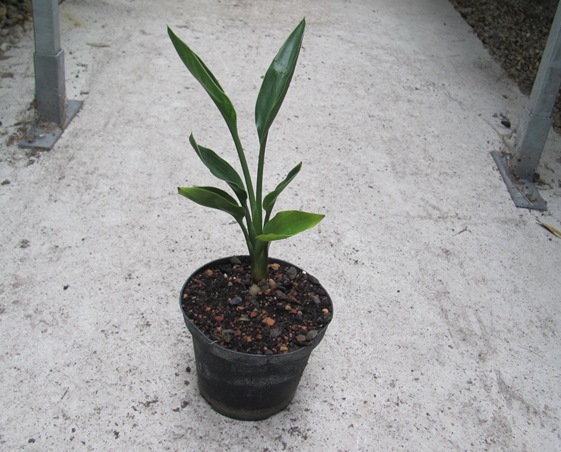 Strelitzia juncea - Binsenparadiesvogelblume 10/20cm - BIO