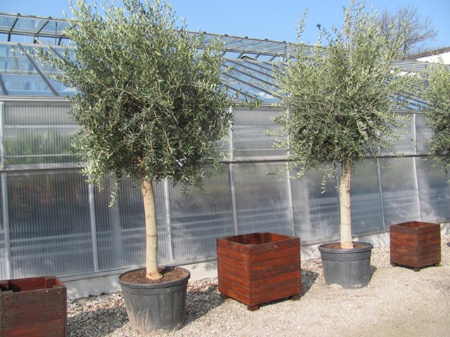 Olea europae - Olive tree 280cm