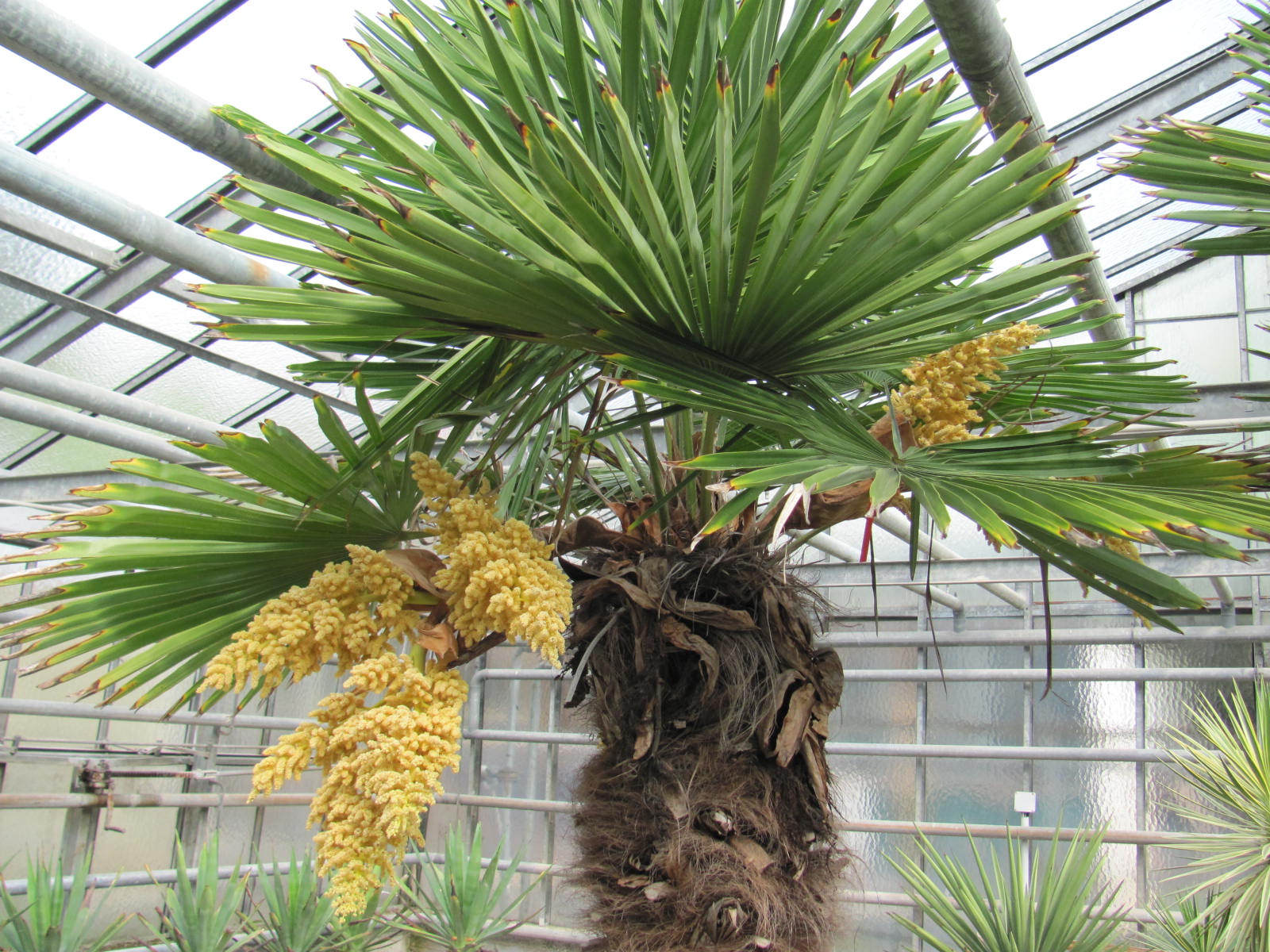 Trachycarpus fortunei x wagnerianus 10 Samen - eigene Ernte NÖ