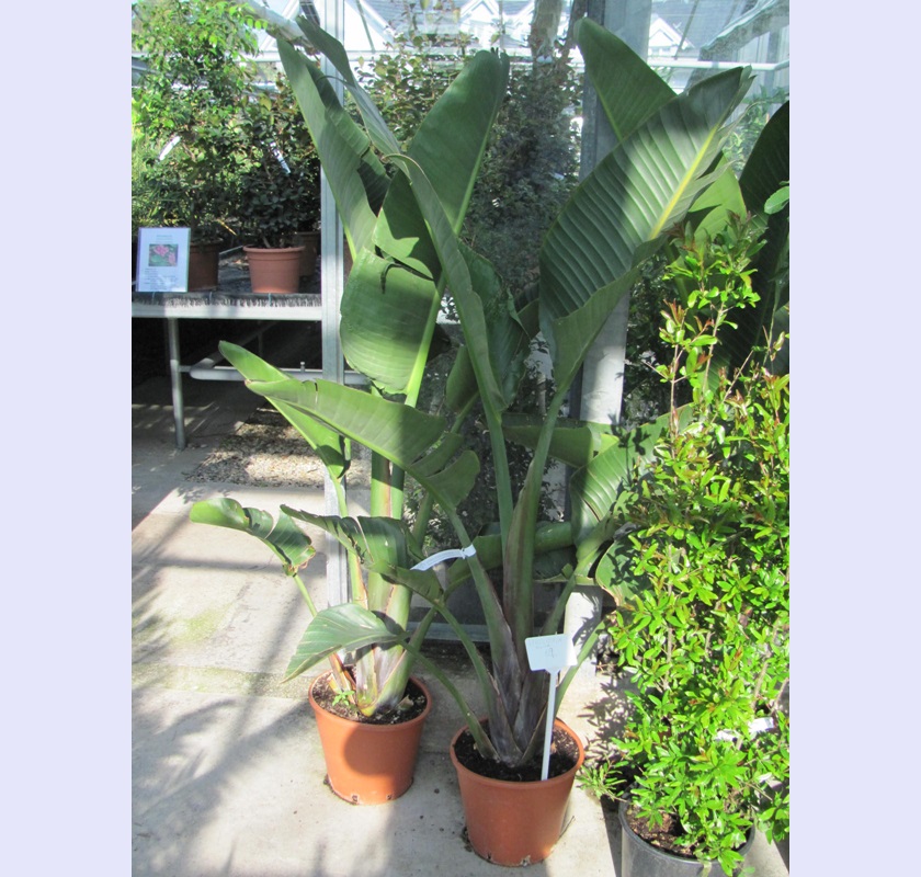 Strelitzia augusta - Baumstrelitzie 220cm