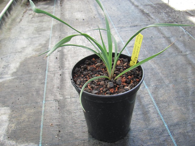 Yucca karlsruhensis x Yucca pallida 20cm - BIO
