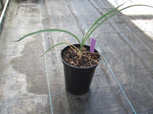 Yucca pallida x Yucca arkansana 10/15cm - BIO