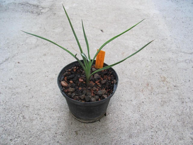 Yucca glauca x Yucca karlsruhensis 10/15cm - BIO