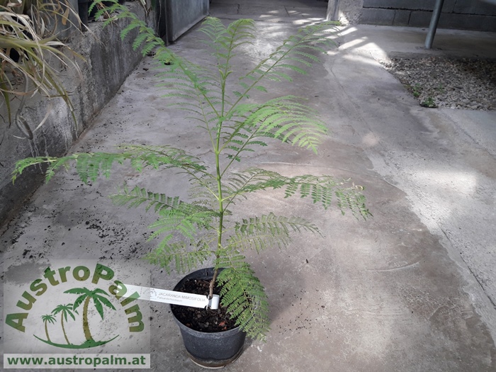 Jacaranda mimosifolia - Palisanderbaum 50cm