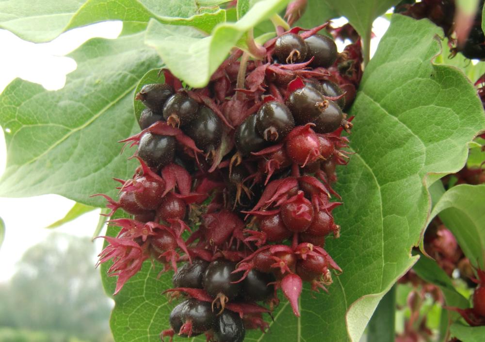 Leycesteria formosa 10 seeds *BIO