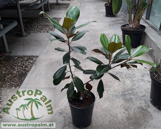 Magnolia grandiflora "Gallis." - Immergrüne Magnolie 70cm