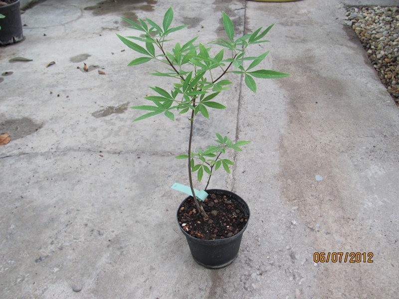 Vitex agnus castus - Mönchspfeffer 40/50cm