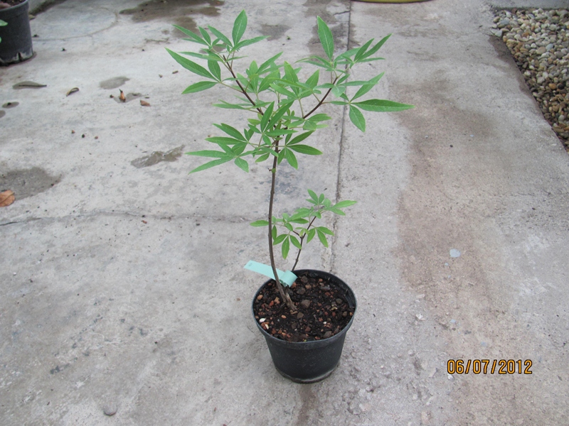 Vitex agnus castus - Mönchspfeffer 30/40cm