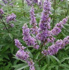 Vitex agnus castus Moenchspfeffer 30 Samen - eigene Ernte NÖ