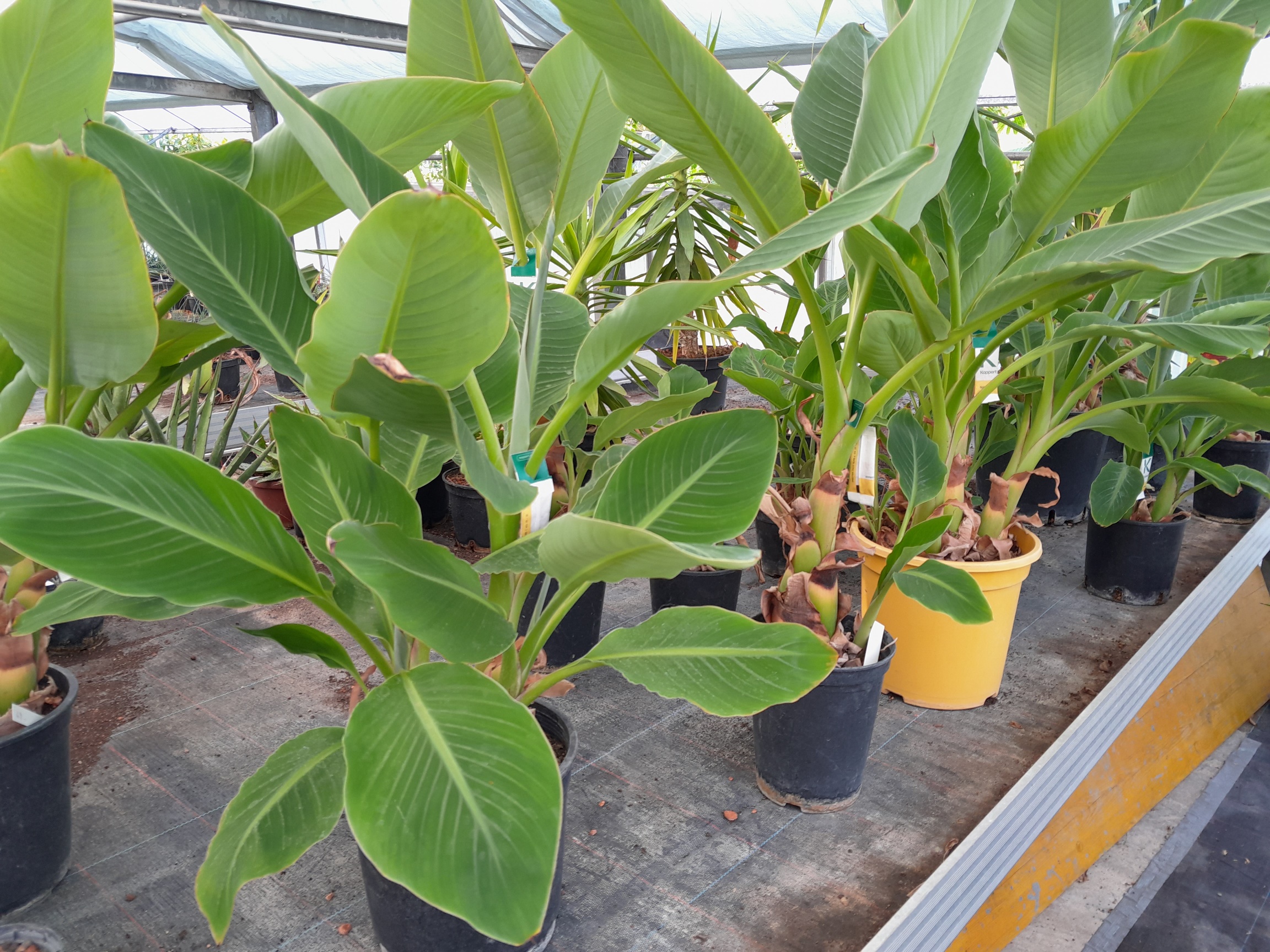 Musella lasiocarpa GoldenLotus Banane Stamm30cm, 80/100cm - BIO