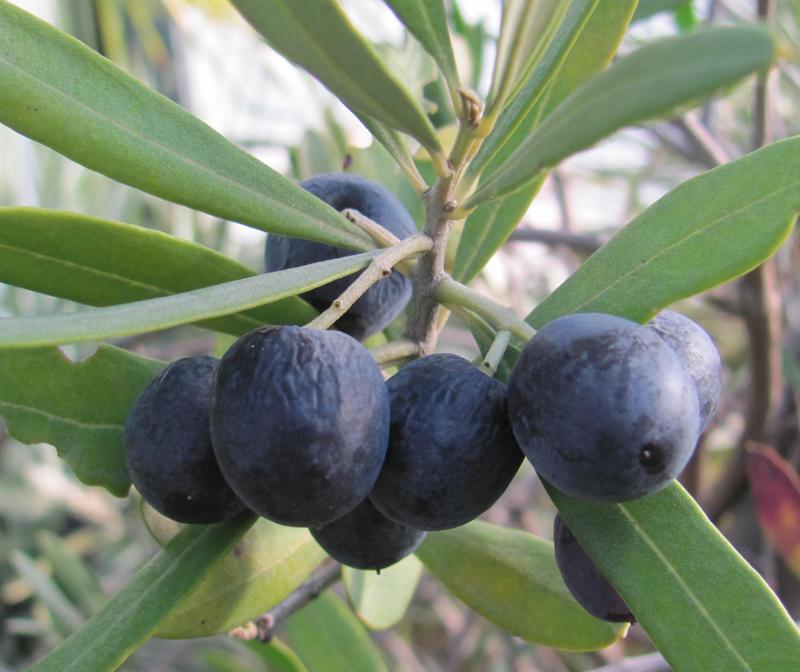 Olea europaea Olivenbaum 10 Samen eigene Erne NÖ *BIO