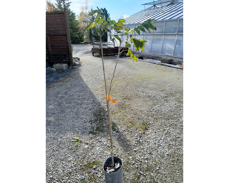 Carya illinoinensis Pawnee - Pekannussbaum 170cm