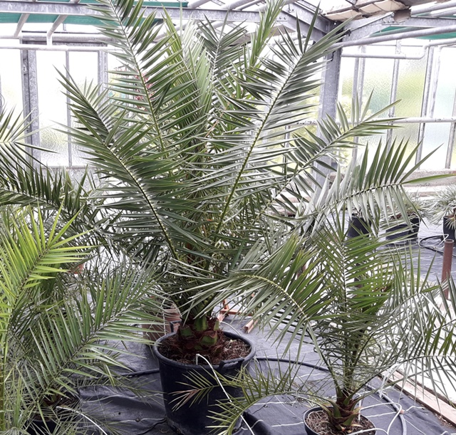 Phoenix canariensis 230cm trunk 20/30cm