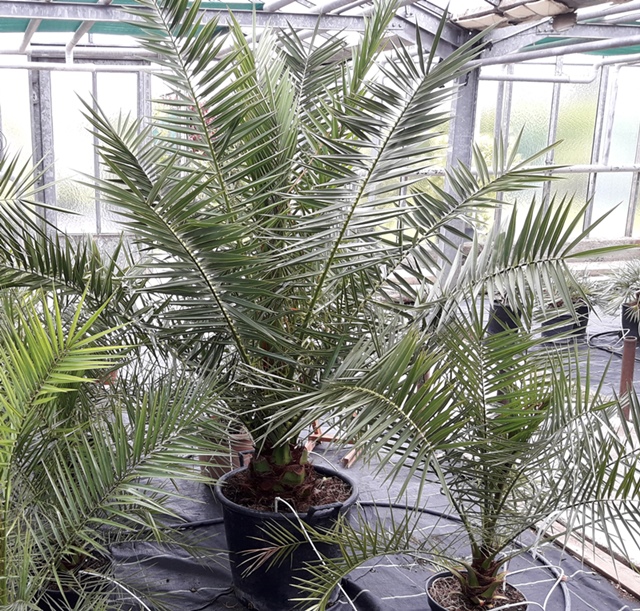 Phoenix canariensis - Kanarische Dattelpalme 230cm Stamm 20/30cm