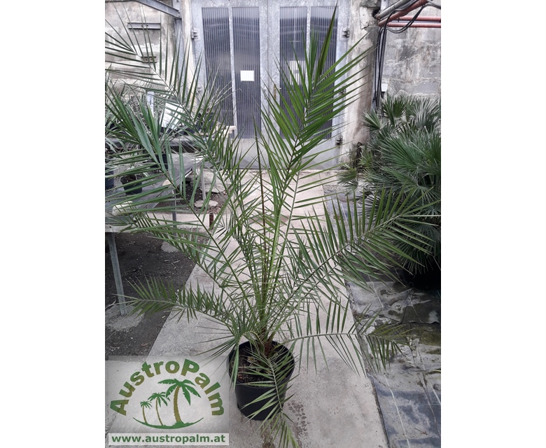 Phoenix canariensis - Kanarische Dattelpalme 160cm - BIO