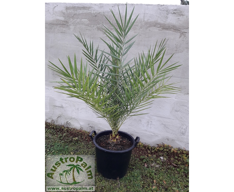 Phoenix sylvestris - Silberdattelpalme 160cm - BIO
