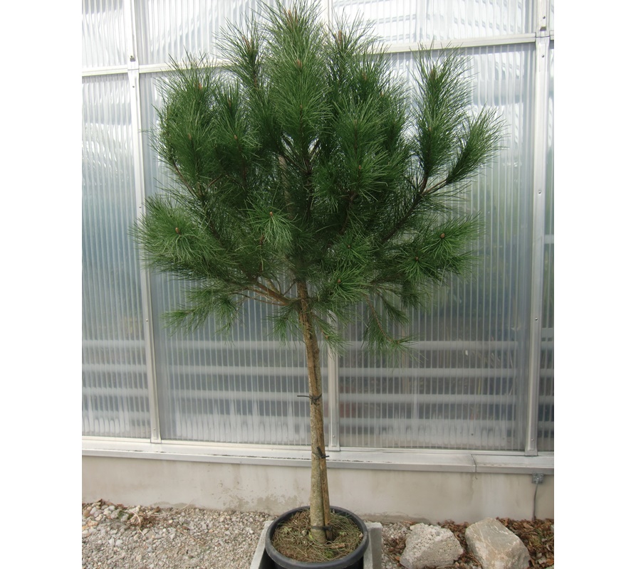 Pinus pinea - Mittelmeerpinie 200cm