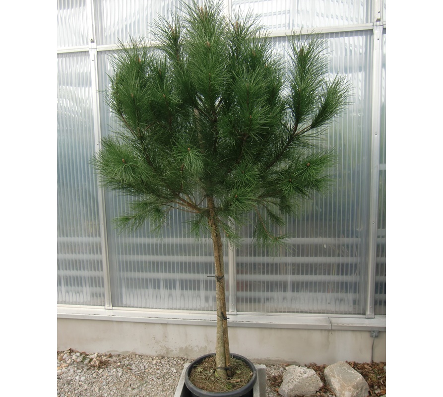 Pinus pinea - Mittelmeerpinie 180cm